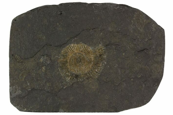 Dactylioceras Ammonite - Posidonia Shale, Germany #100243